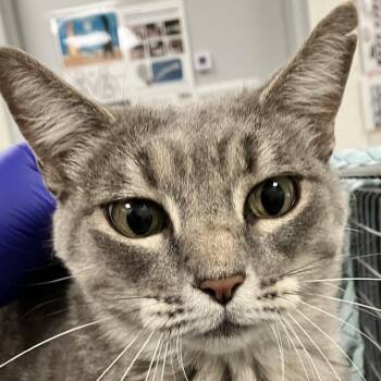 111955 -  Domestic Short Hair Cat for Adoption in Las Cruces, New Mexico - 111955 | PetCurious