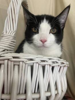 Rescue Domestic Short Hair Cats for Adoption in Bloomsburg, Pennsylvania - Esther | PetCurious