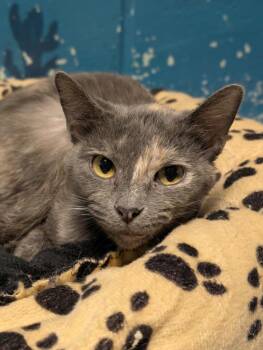 Domestic Short Hair Cats Available for Adoption in Defiance, Ohio - Charlotte | PetCurious