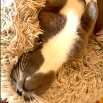 Graycee (26-2524) -  Domestic Short Hair Cat for Adoption in Gordonsville, Tennessee - Graycee (26-2524) | PetCurious