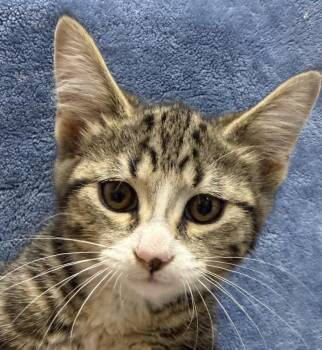Lily -  Domestic Short Hair Cat for Adoption in Ontario, Oregon - Lily | PetCurious