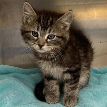 South -  Domestic Short Hair Cat for Adoption in Long Beach, California - South | PetCurious