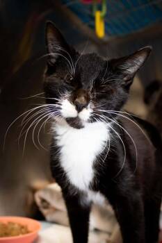 Rescue Domestic Short Hair Cats for Adoption in Greensburg, Indiana - Charlene | PetCurious
