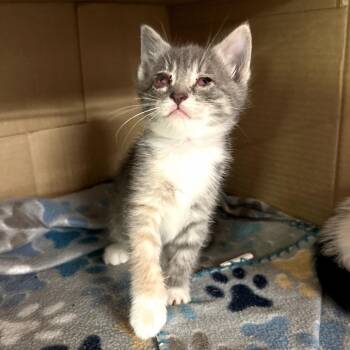 Domestic Short Hair Cats Available for Adoption in Long Beach, California - Milan | PetCurious