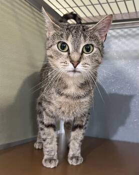 ONION -  Domestic Short Hair Cat for Adoption in Westminster, Maryland - ONION | PetCurious