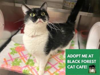 SISSY -  Domestic Short Hair Cat for Adoption in Fort Wayne, Indiana - SISSY | PetCurious