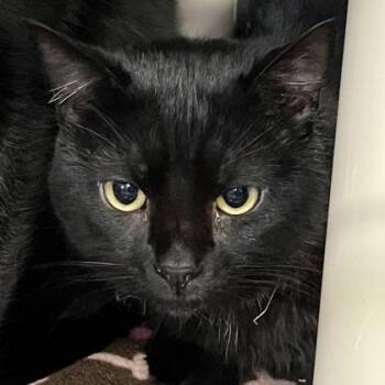 Phantom (Shadow) -  Domestic Short Hair and Mixed Breed Cat for Adoption in Ashtabula, Ohio - Phantom (Shadow) | PetCurious