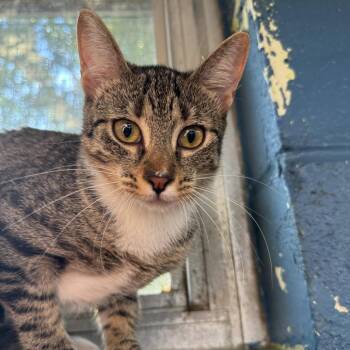 Kitty Clapsaddle -  Domestic Short Hair Cat for Adoption in Austin, Texas - Kitty Clapsaddle | PetCurious