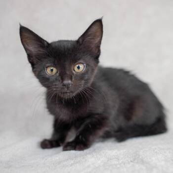 Domestic Short Hair Cats Available for Adoption in Sunnyvale, California - Snap | PetCurious