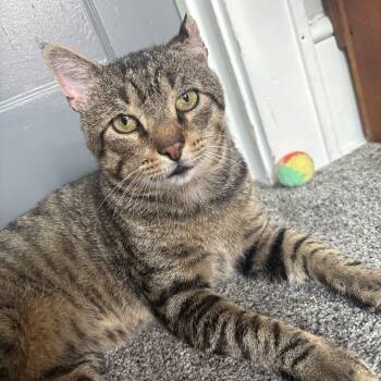 Kramer -  Domestic Short Hair Cat for Adoption in Mayfield, New York - Kramer | PetCurious