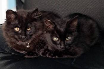 Taffy -  Domestic Medium Hair Cat for Adoption in Vancouver, Washington - Taffy | PetCurious