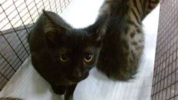 IVY -  Domestic Short Hair Cat for Adoption in Doral, Florida - IVY | PetCurious