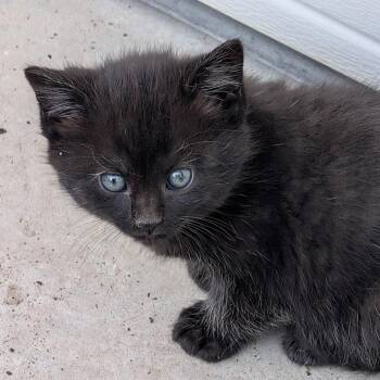 Delilah -  Domestic Medium Hair Cat for Adoption in Grantsville, Utah - Delilah | PetCurious