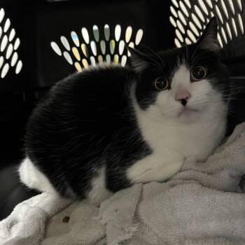 Domestic Short Hair Cats Available for Adoption in Des Moines, Iowa - Carlita | PetCurious