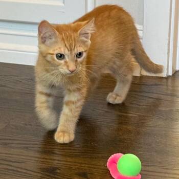 Domestic Short Hair Cats Available for Adoption in Pleasanton, California - Humphrey | PetCurious