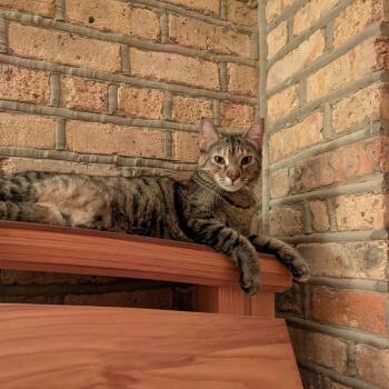Pinecone -  Domestic Short Hair Cat for Adoption in Evanston, Illinois - Pinecone | PetCurious