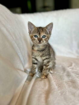 Rescue Domestic Short Hair Cats for Adoption in Nashville, Tennessee - Saffron25 | PetCurious