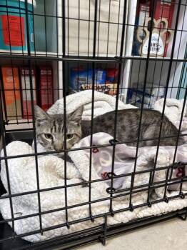 Hank -  Domestic Short Hair Cat for Adoption in Mobile, Alabama - Hank | PetCurious