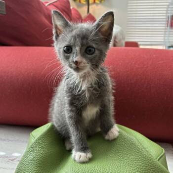 Blue -  Domestic Short Hair Cat for Adoption in Columbus, Georgia - Blue | PetCurious