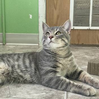Linus -  Domestic Short Hair Cat for Adoption in Greenbelt, Maryland - Linus | PetCurious
