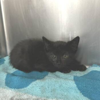 Lexie -  Domestic Short Hair Cat for Adoption in Indianapolis, Indiana - Lexie | PetCurious