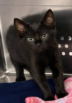 Jyn -  Domestic Short Hair Cat for Adoption in Columbia, Tennessee - Jyn | PetCurious