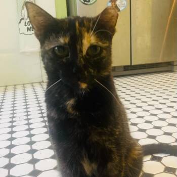 Domestic Short Hair Cats Available for Adoption in Waco, Texas - Caramel | PetCurious