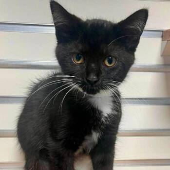Sundae -  Domestic Short Hair Cat for Adoption in New Philadelphia, Ohio - Sundae | PetCurious