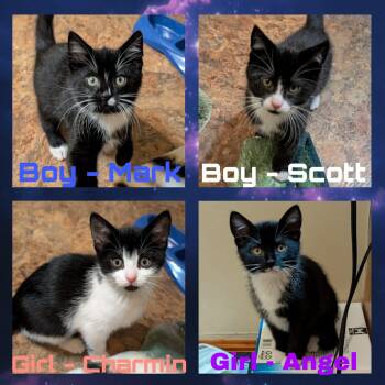 Rescue Domestic Short Hair Cats for Adoption in Hartland, Michigan - Angel Soft | PetCurious