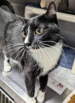 Jack -  Domestic Short Hair Cat for Adoption in Springfield, Illinois - Jack | PetCurious
