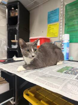 Kismet -  Domestic Short Hair Cat for Adoption in Sorrento, Louisiana - Kismet | PetCurious