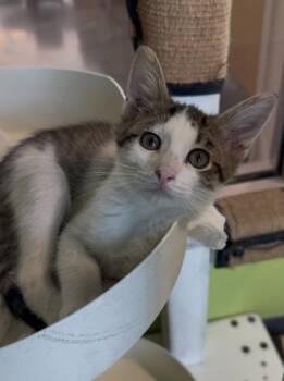 Prince -  Domestic Medium Hair and Domestic Short Hair Cat for Adoption in New Orleans, Louisiana - Prince | PetCurious