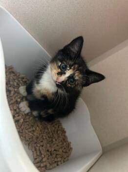 Tai -  Domestic Short Hair Cat for Adoption in Morgantown, Kentucky - Tai | PetCurious