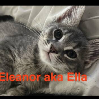 Rescue Domestic Short Hair Cats for Adoption in South Elgin, Illinois - Eleanor | PetCurious