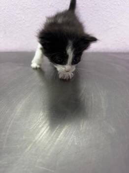 Domestic Medium Hair Cats Available for Adoption - 60676671 | PetCurious