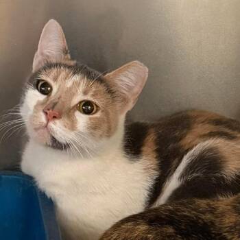 Domestic Short Hair Cats Available for Adoption in Washington, District Of Columbia - Pride Kittens: Melissa 16907 | PetCurious