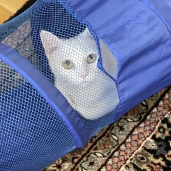 Pinky -  Domestic Short Hair Cat for Adoption in Durham, North Carolina - Pinky | PetCurious