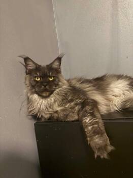 Emma -  Maine Coon Cat for Adoption in Northlake, Illinois - Emma | PetCurious