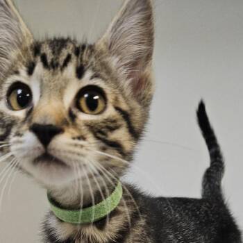 Hoisin -  Domestic Short Hair Cat for Adoption in Woodinville, Washington - Hoisin | PetCurious