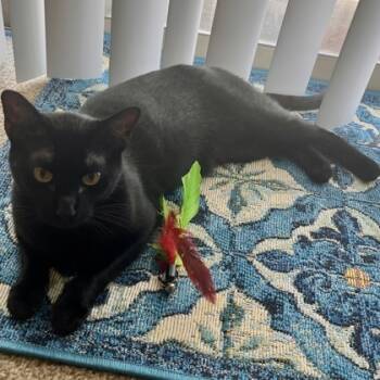 Rescue Domestic Short Hair Cats for Adoption in Merriam, Kansas - Gloria | PetCurious