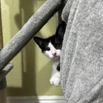 Brent -  Domestic Short Hair Cat for Adoption in East Brunswick, New Jersey - Brent | PetCurious