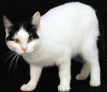 Kit -  Domestic Short Hair Cat for Adoption in Newland, North Carolina - Kit | PetCurious