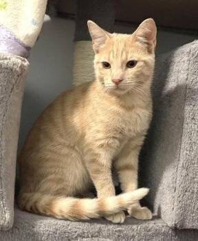 Clark -  Domestic Short Hair and Tabby Cat for Adoption in Greenfield, Indiana - Clark | PetCurious
