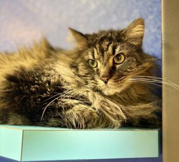 Gizmo -  Domestic Long Hair Cat for Adoption in Sioux City, Iowa - Gizmo | PetCurious
