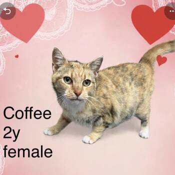 Domestic Short Hair Cats Available for Adoption - Coffee | PetCurious