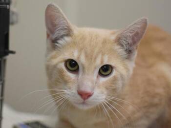 Tony The Tiger -  Domestic Short Hair Cat for Adoption in Portland, Oregon - Tony The Tiger | PetCurious
