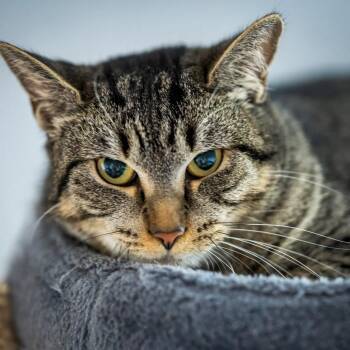 Rescue Domestic Short Hair Cats for Adoption in Hanson, Massachusetts - Pickles (very Shy Girl. Great With Other Cats. Playful. No Fee.) | PetCurious