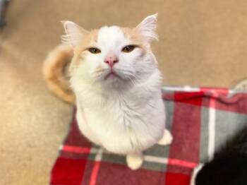 Rescue Domestic Medium Hair Cats for Adoption in Fort Wayne, Indiana - COTTON | PetCurious