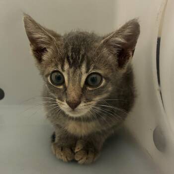 Nox -  Domestic Short Hair Cat for Adoption in Columbus, Georgia - Nox | PetCurious