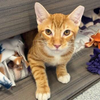 Domestic Short Hair Cats Available for Adoption - Maxon | PetCurious